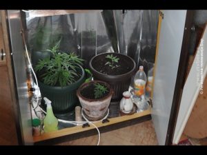 20052019_marihuana