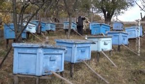 24022020_Pcelarstvo