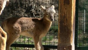 29042020_Zoo_vrt