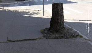 30042020_Secenje_drvoreda