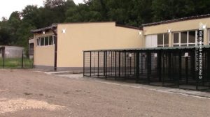 17062020_Prihvatiliste_za_pse_lutalice_Majdanpek