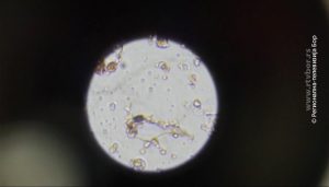30072020_pcrtestovi