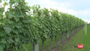 05102020_Vinogradi_YT_vtr_off_5_10.avi.Still001