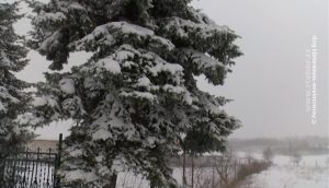 10122020_jelka