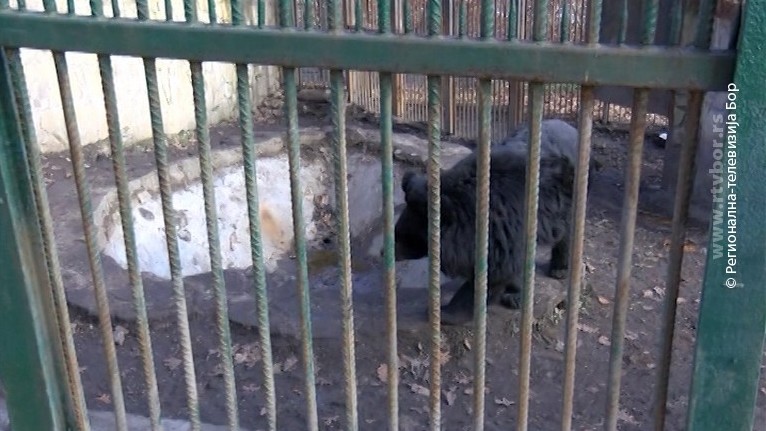 15022021_Medved_Muja_zoo_vrt_par_kadrova.avi.Still001