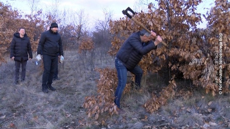 06012022_SecenjeBadnjaka