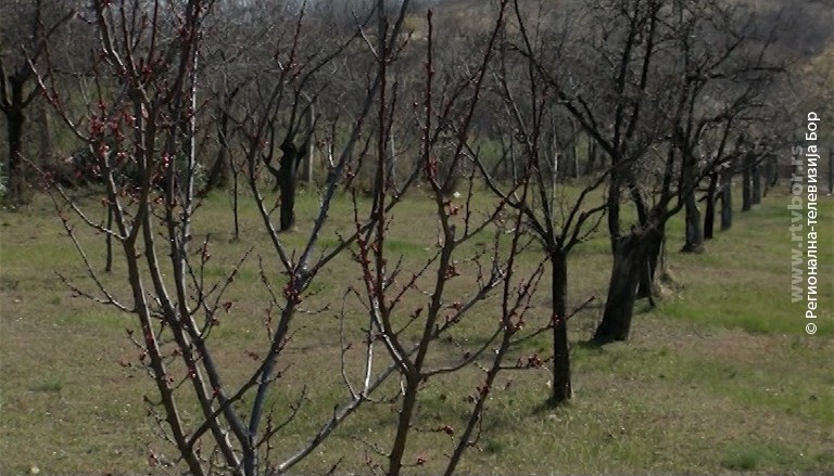 28032023_Vocnjak_vinograd