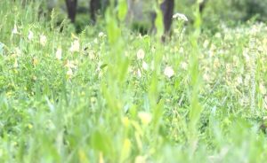 21052023_krpelji