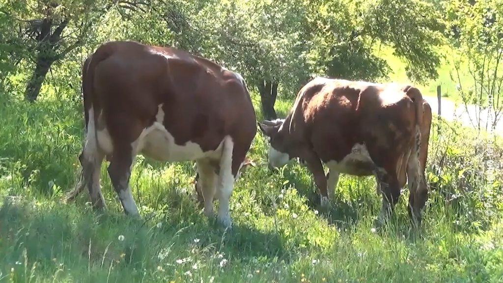 08062024_Podsticaji_u_poljoprivredi