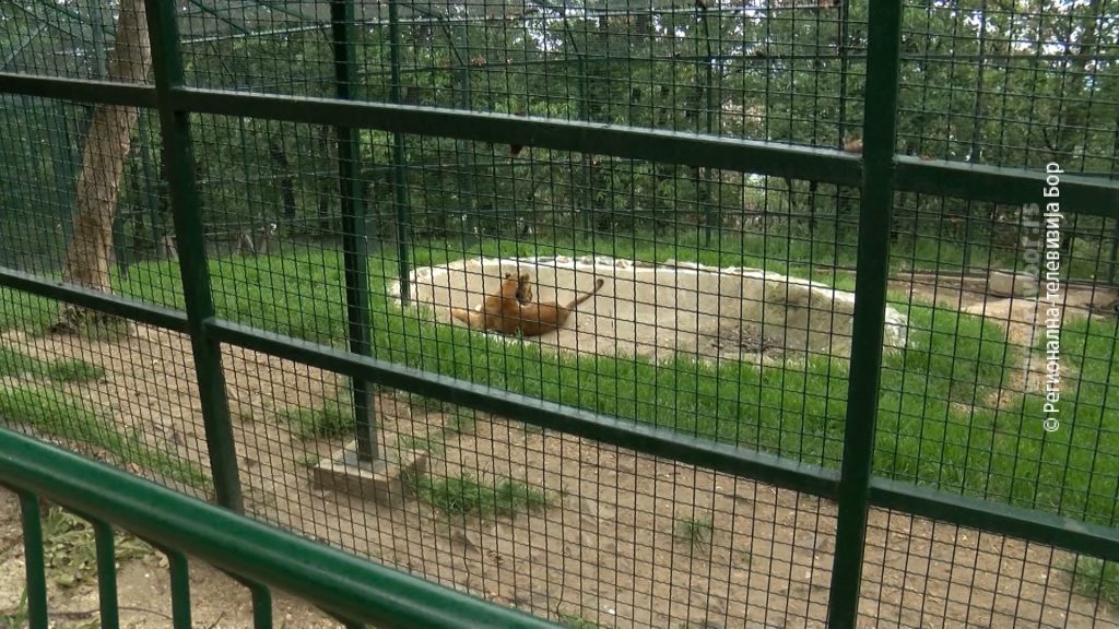 21052025_zoo_vrt