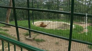 21052025_zoo_vrt