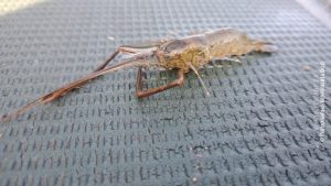08072025_skamp