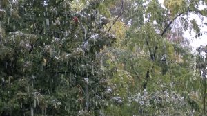 03102025_prvi_sneg