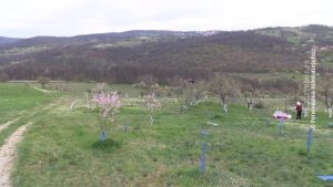 1842026_vocnjaci