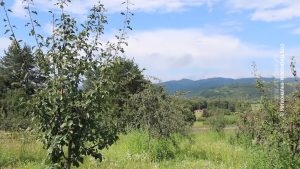 2262026_vocnjaci