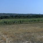 Suša i visoke temperature opterećuju poljoprivrednu proizvodnju